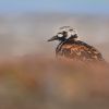 Kamenacek pestry - Arenaria interpres - Ruddy Turnstone 8891